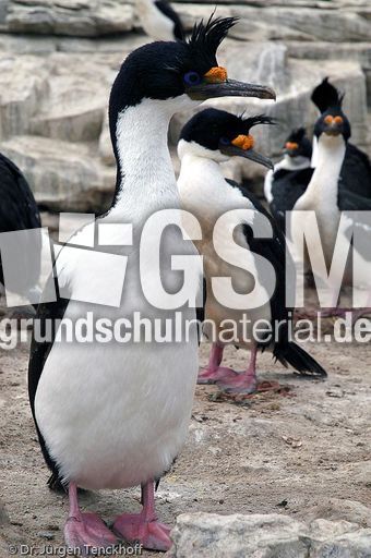 Königskormoran (11 von 19).jpg